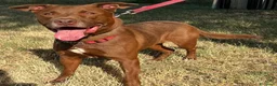 Meticcio cani in regalo: CARAMELLO BELLISSIMO  - Annuncio 1