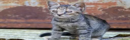 Europeo gatti in vendita: cuccioli gatto bellissimi cercano casa❤️ - Annuncio 6