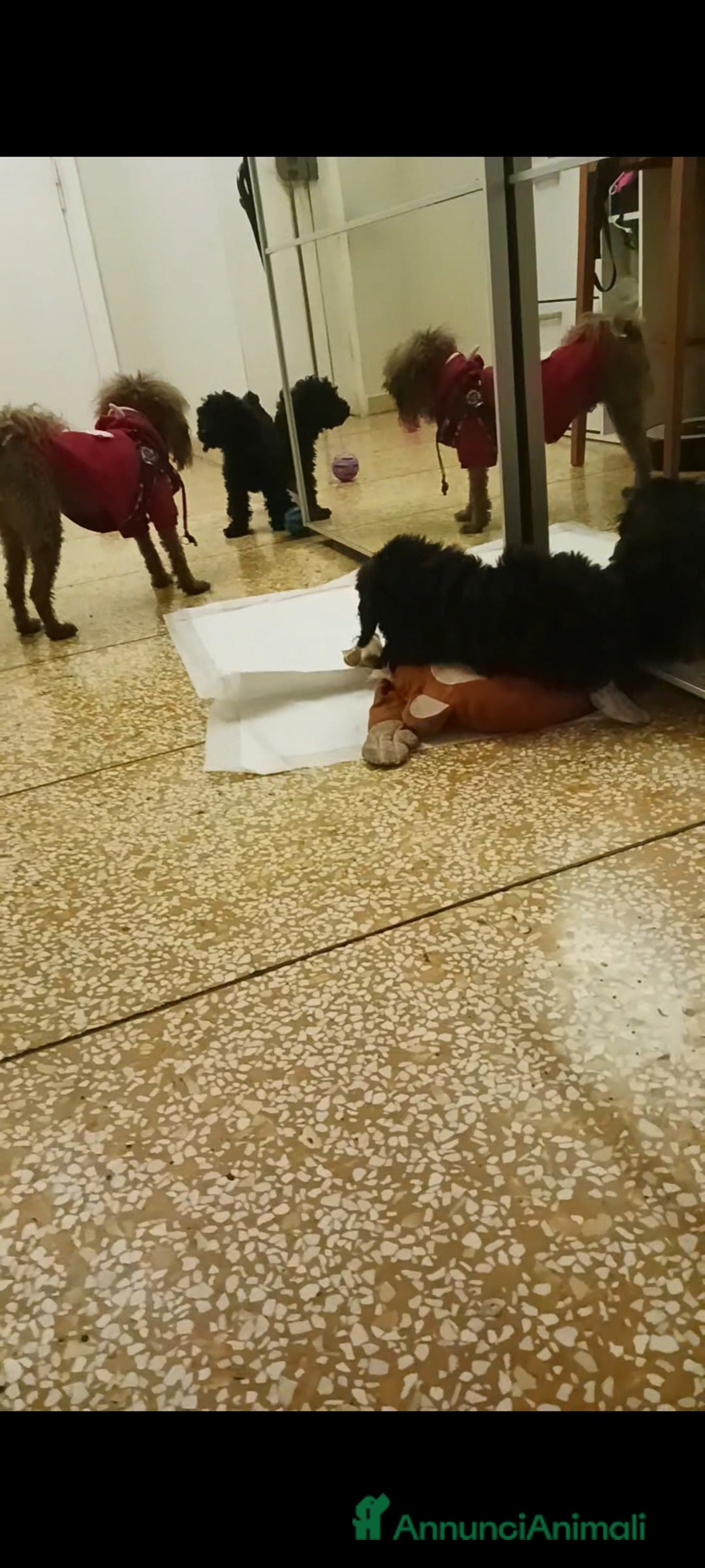 Barboncino cani in vendita: cucciola barboncino femminuccia  - Annuncio 8