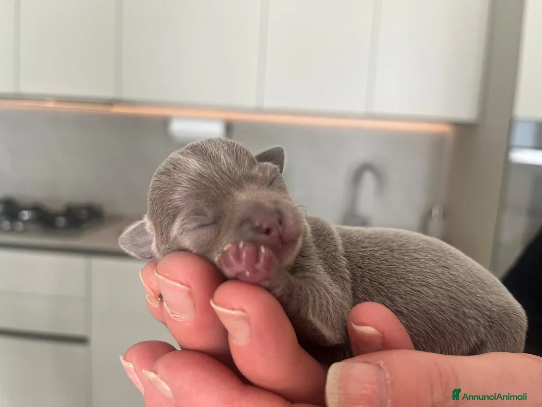 Chihuahua cani in vendita: Cuccioli di Chihuahua lilac con pedigree - Annuncio 3