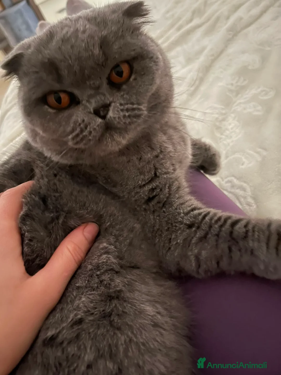 Scottish gatti in vendita: Splendido Scottish Fold cerca una nuova famiglia a Provincia di Rimini - Annuncio 5