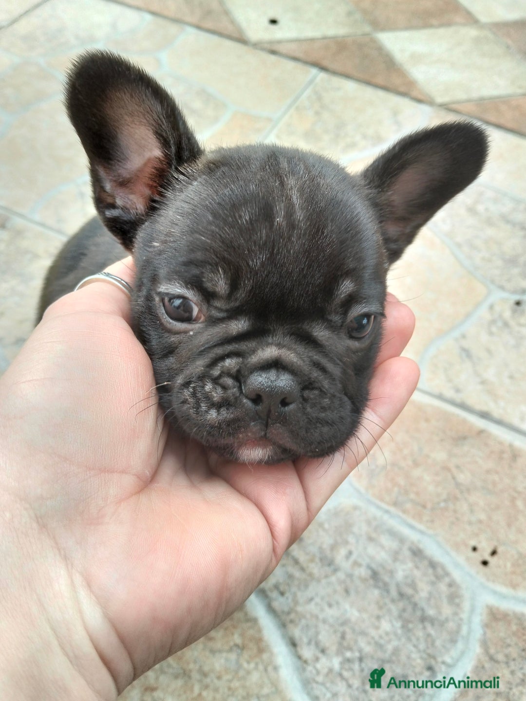 Bulldog Francese cani in vendita: CUCCIOLI DI BULLDOG FRANCESE  - Annuncio 7