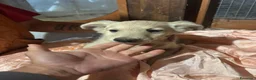Meticcio cani in regalo: Bruno e Cuore cuccioli 4 mesi cercano casa  - Annuncio 4