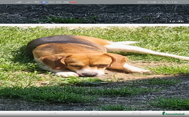 Beagle cani - Annuncio 1