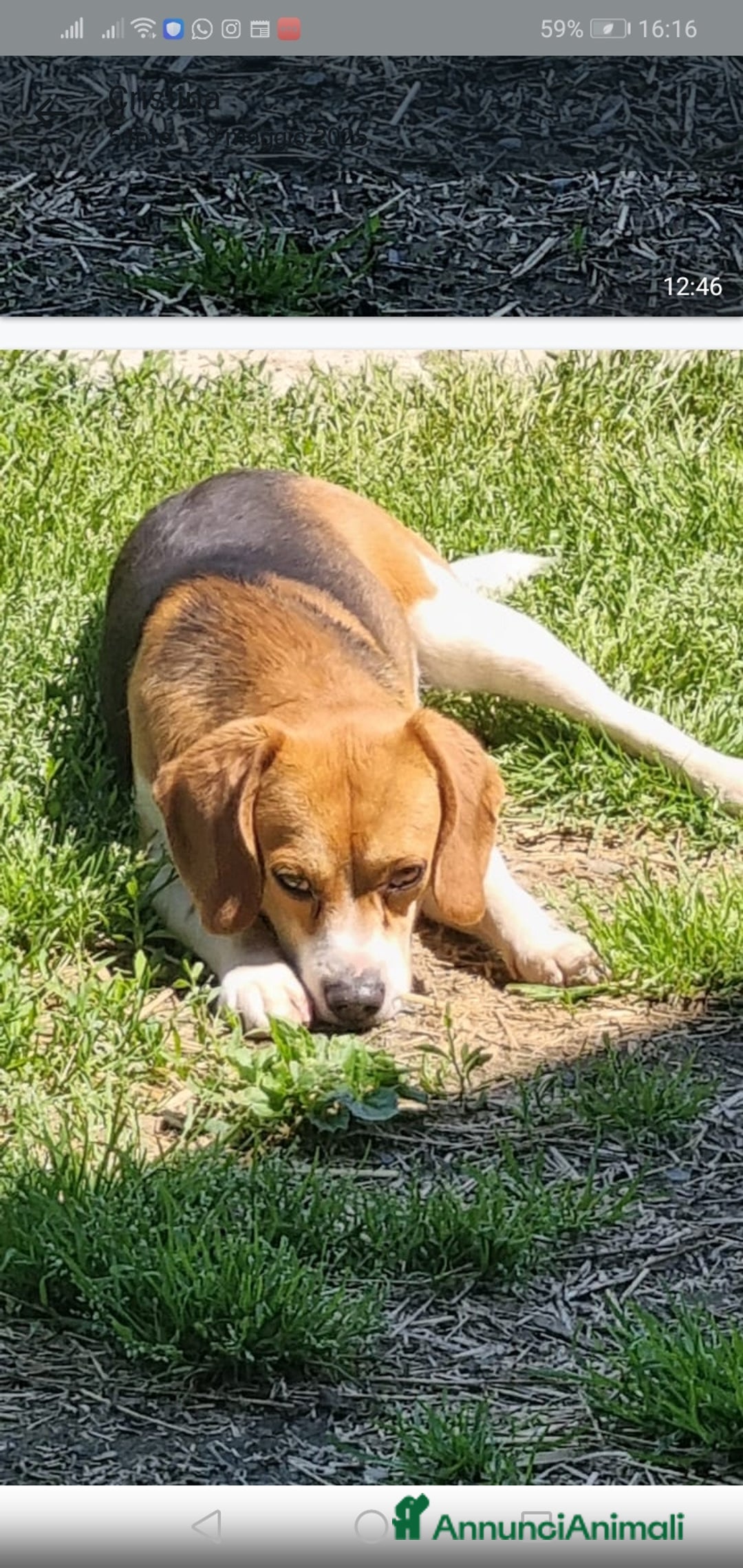 Beagle cani in regalo: Beagle 2anni/2anni e 1/2 affettuoso SOS PROV.AL - Annuncio 1