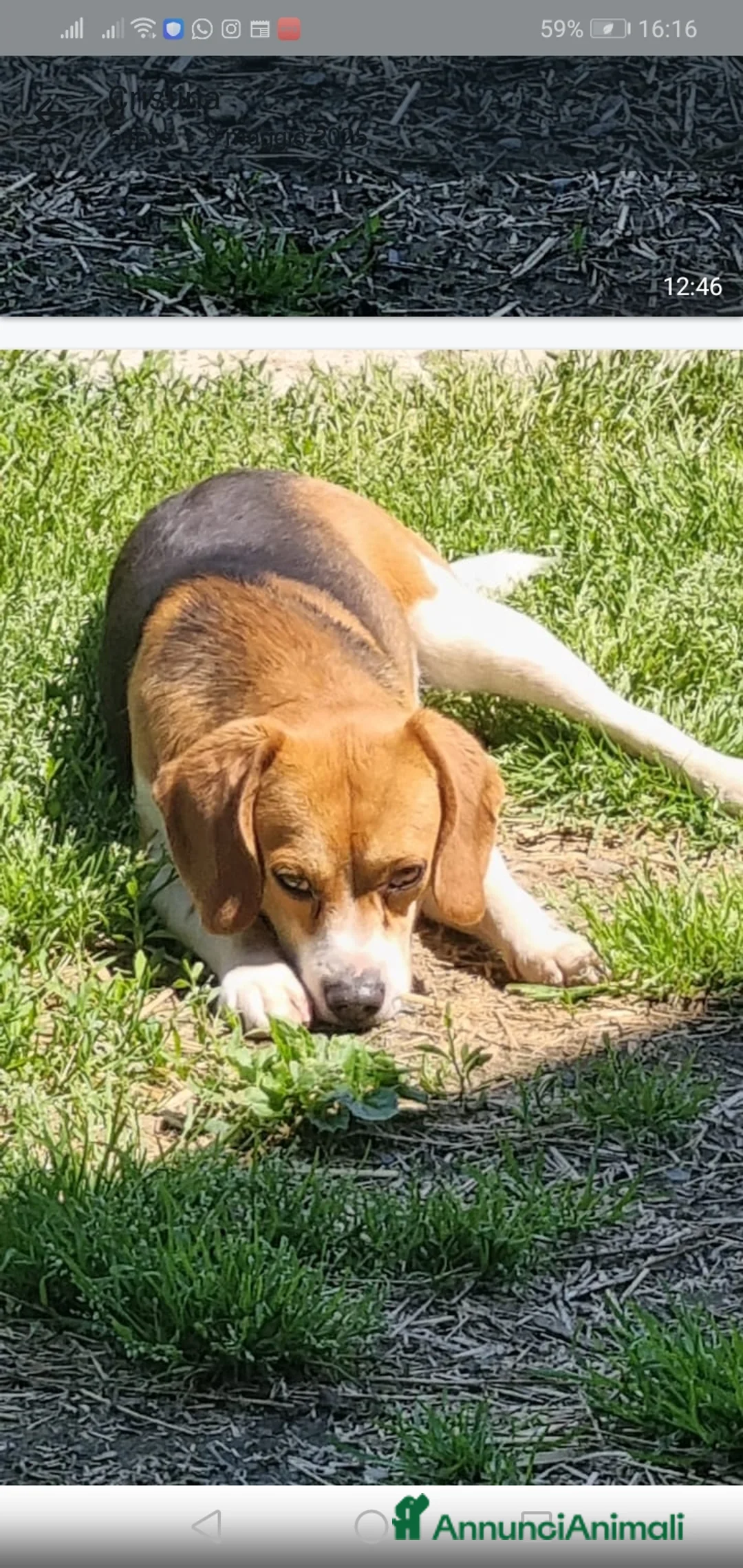 Beagle cani in regalo: Beagle 2anni/2anni e 1/2 affettuoso SOS PROV.AL - Annuncio 1