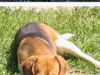 Beagle cani Beagle 2anni/2anni e 1/2 affettuoso SOS PROV.AL - Annuncio 3