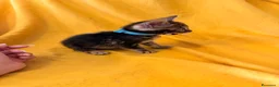 Bengala gatti in vendita: Cuccioli di Bengala - Annuncio 8