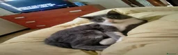Meticcio gatti in regalo: Micio di due anni cerca casa a Provincia di Cremona - Annuncio 2