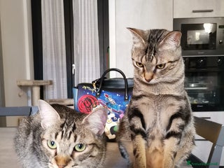 Europeo gatti Gatti europei fratelli - Annuncio 1