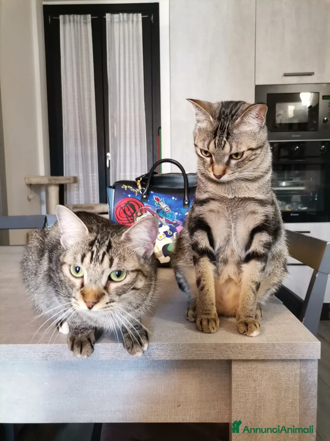 Europeo gatti in regalo: Gatti europei fratelli - Annuncio 1