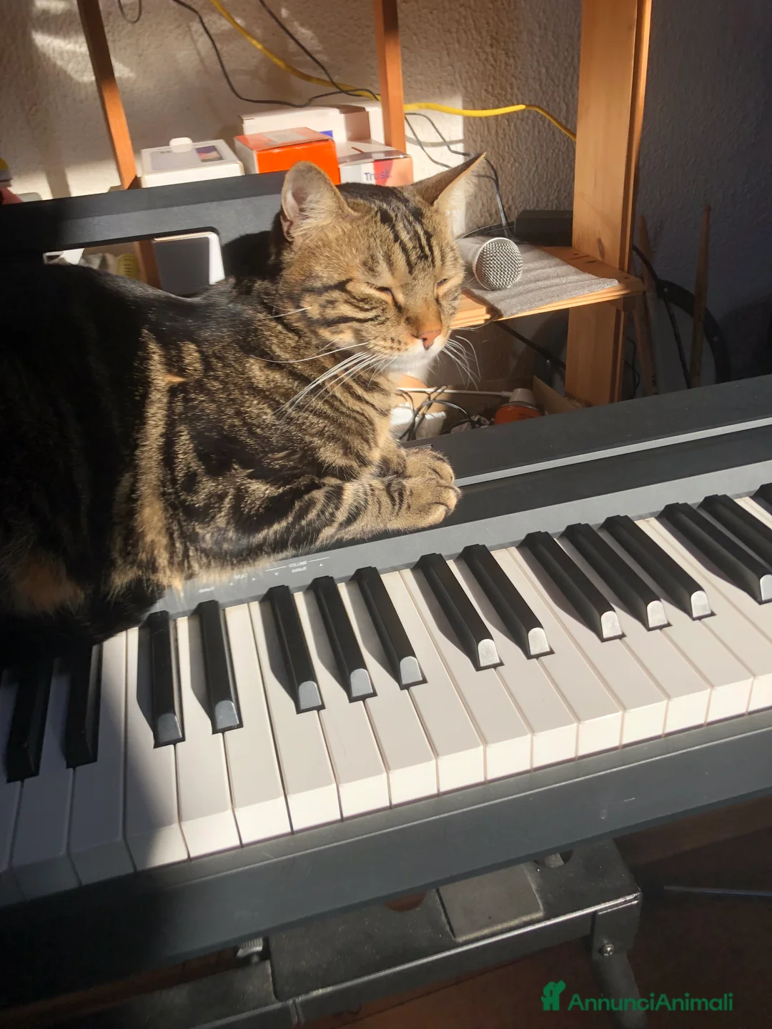 Europeo gatti in regalo: Gatto maschio adulto (sterilizzato) - Annuncio 30