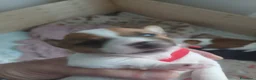 Jack Russell cani in vendita: Cuccioli maschi jack russell a Città Metropolitana di Genova - Annuncio 6