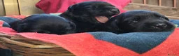 Labrador cani in vendita: Cuccioli neri di Labrador Retriever - Annuncio 5