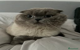 Scottish gatti per accoppiamento: Gatto Scottish fold  - Immagine 5