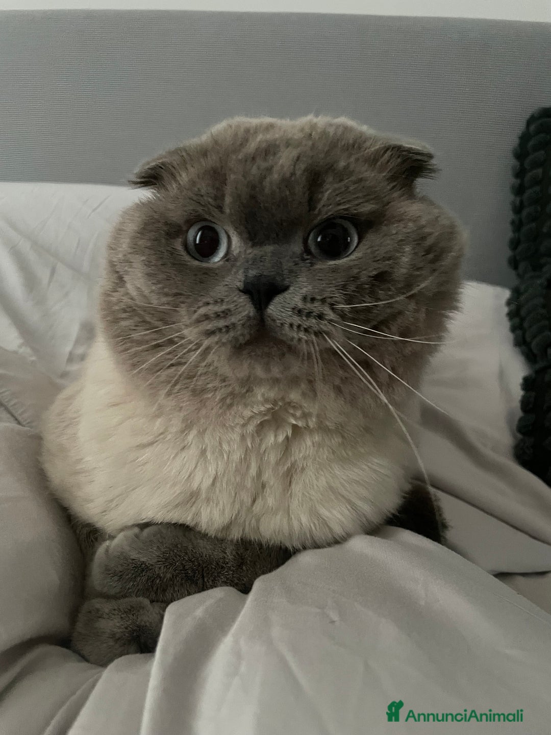 Scottish gatti per accoppiamento: Gatto Scottish fold  - Immagine 5
