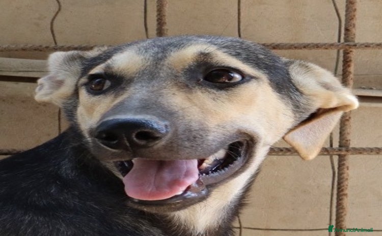 Meticcio cani a Provincia di Padova - Annuncio 3