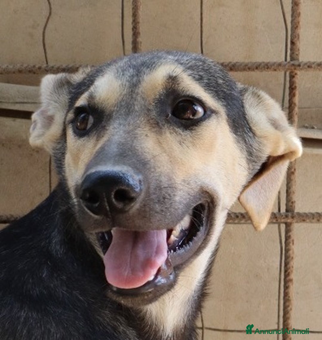 Meticcio cani in regalo: CHINOTTO aspetta una famiglia a Provincia di Padova - Immagine 1