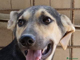 Meticcio cani CHINOTTO aspetta una famiglia a Provincia di Padova - Annuncio 13