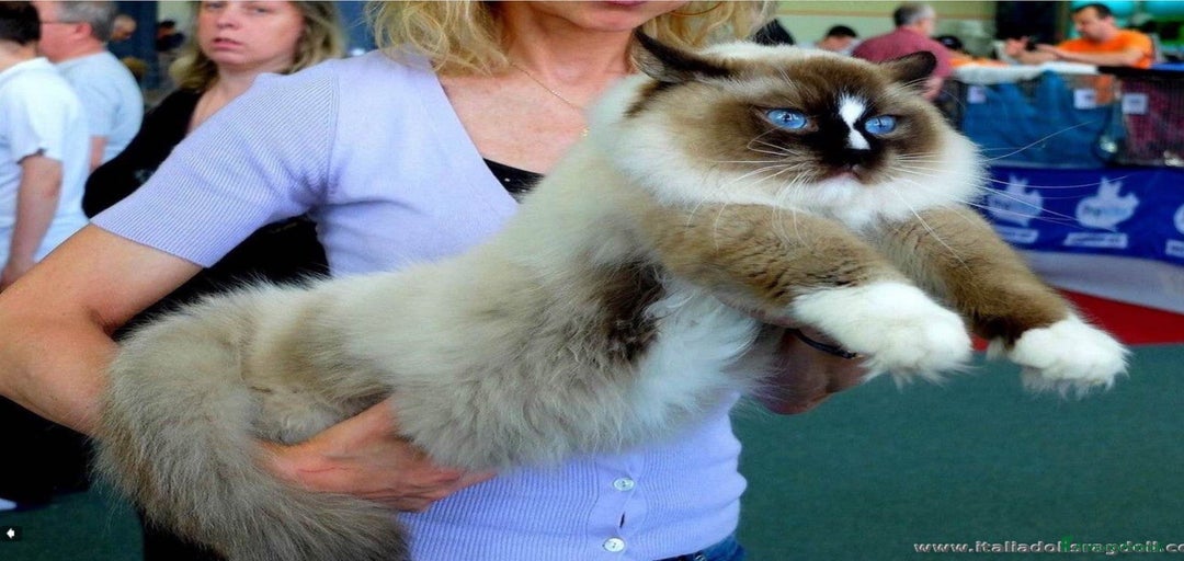 Immagine della galleria {{count}}