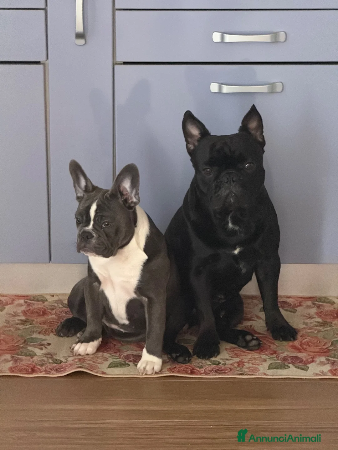 Bulldog Francese cani in vendita: Cucciole Bulldog Francese femmine disponibili.  - Annuncio 10