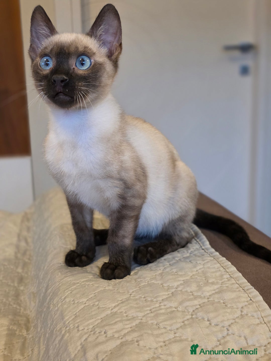 Bengala gatti in vendita: Cucciolo gatto bengala  - Annuncio 38