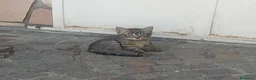 Europeo gatti in regalo: Splendidi gattini  - Annuncio 3
