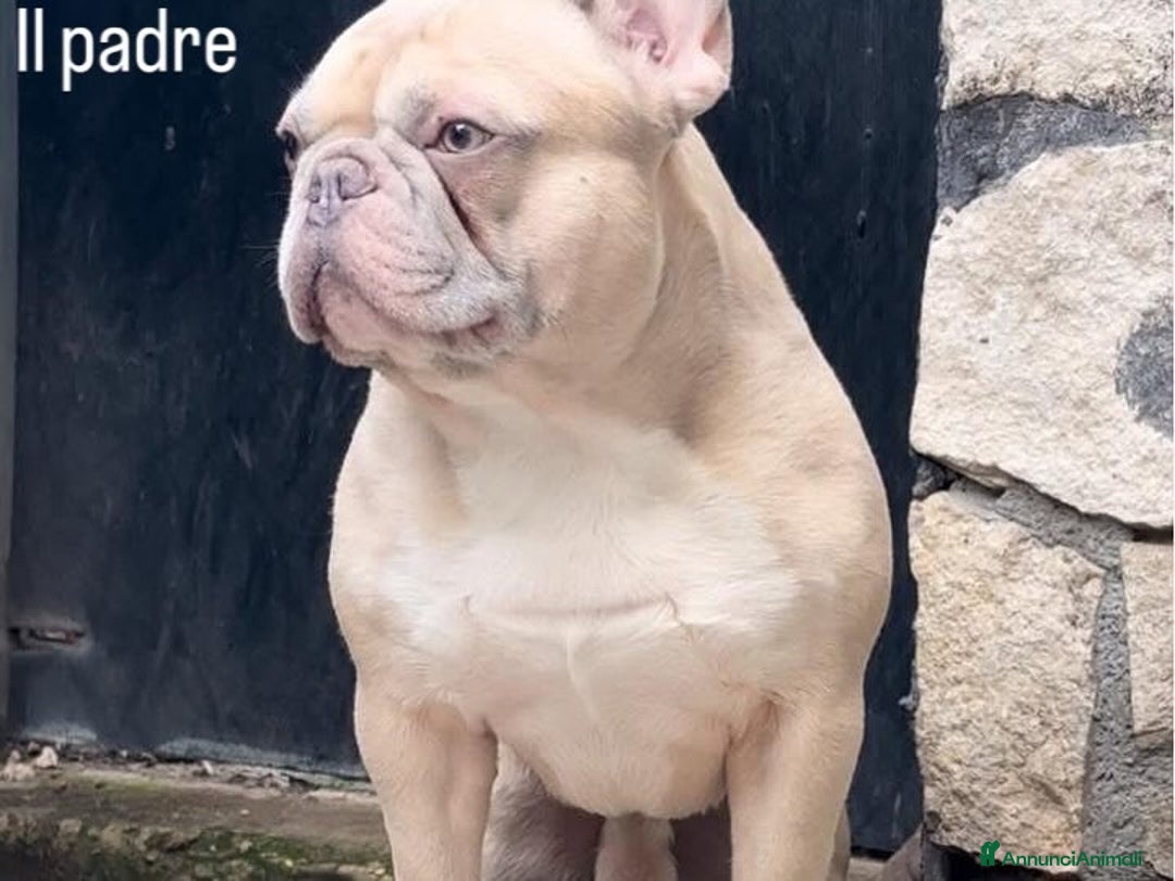 Bulldog Francese cani in vendita: Cuccioli bouldogue francese esotici a Città metropolitana di Roma Capitale - Immagine 4