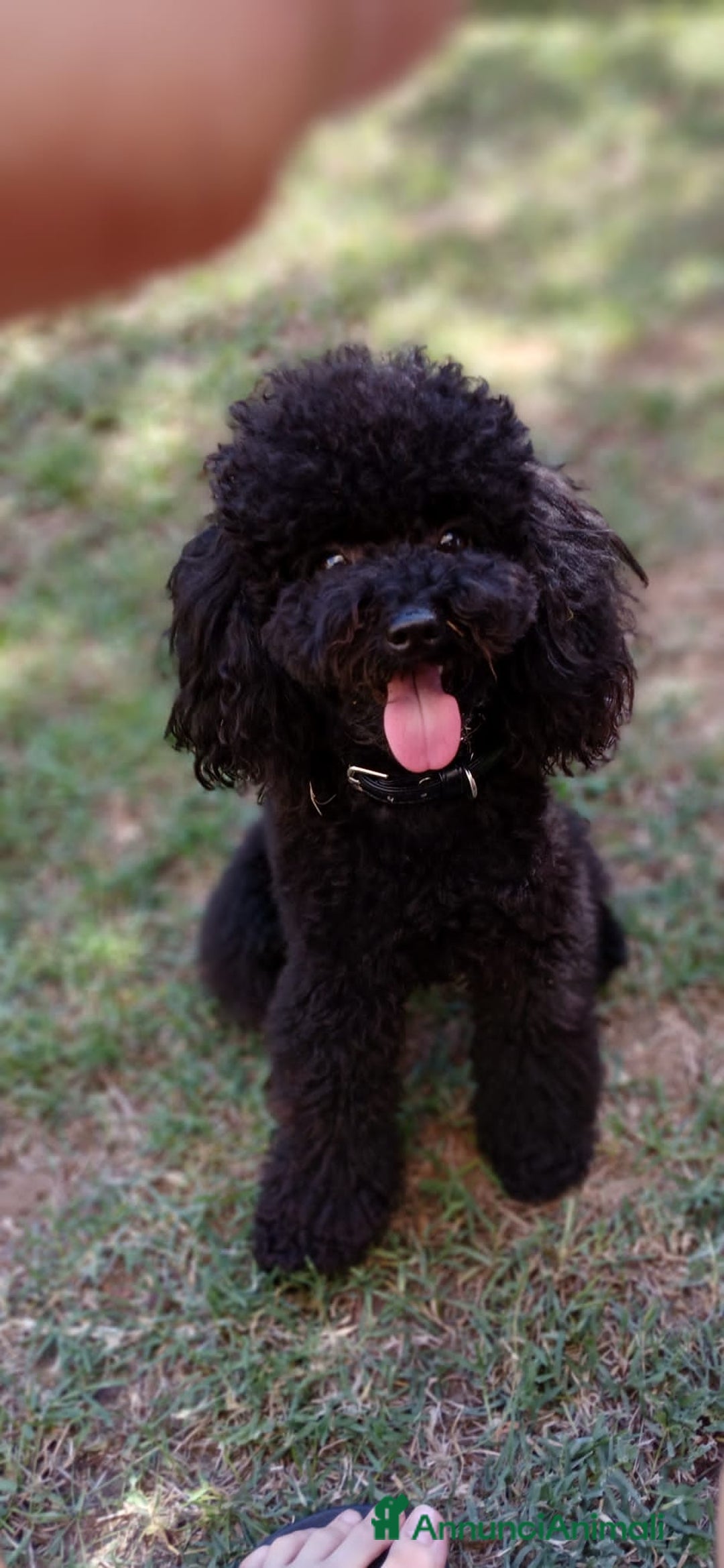 Barboncino Toy cani per accoppiamento: Riproduttore  - Annuncio 1