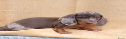 Bassotto cani in vendita: Bassotto Arlecchino Cioccolato  - Annuncio 8