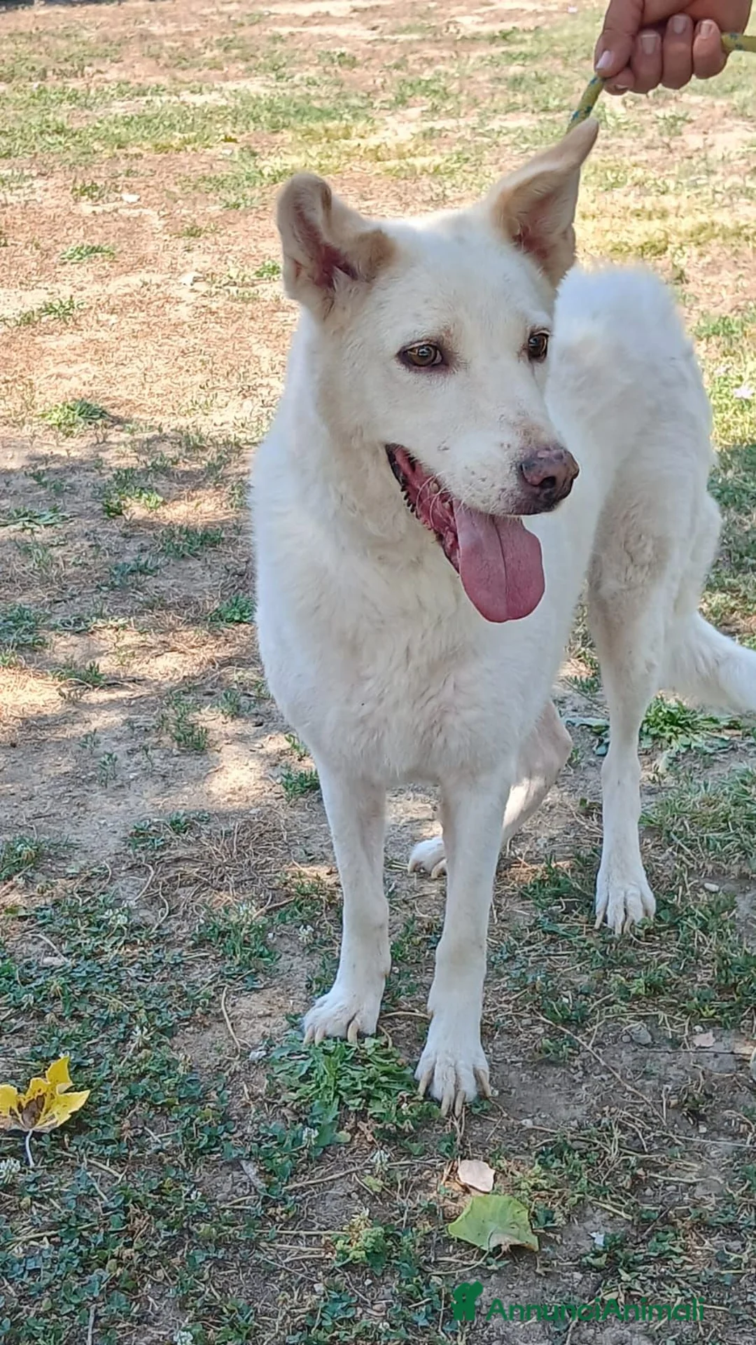 Meticcio cani in regalo: BRANDY 11 ANNI E NON SENTIRLI...IN ADOZIONE - Annuncio 2