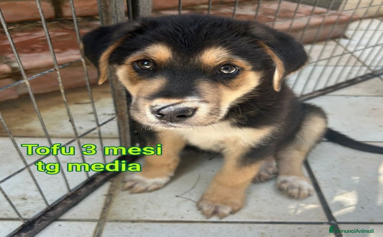 Meticcio cani a Provincia di Modena - Annuncio 14