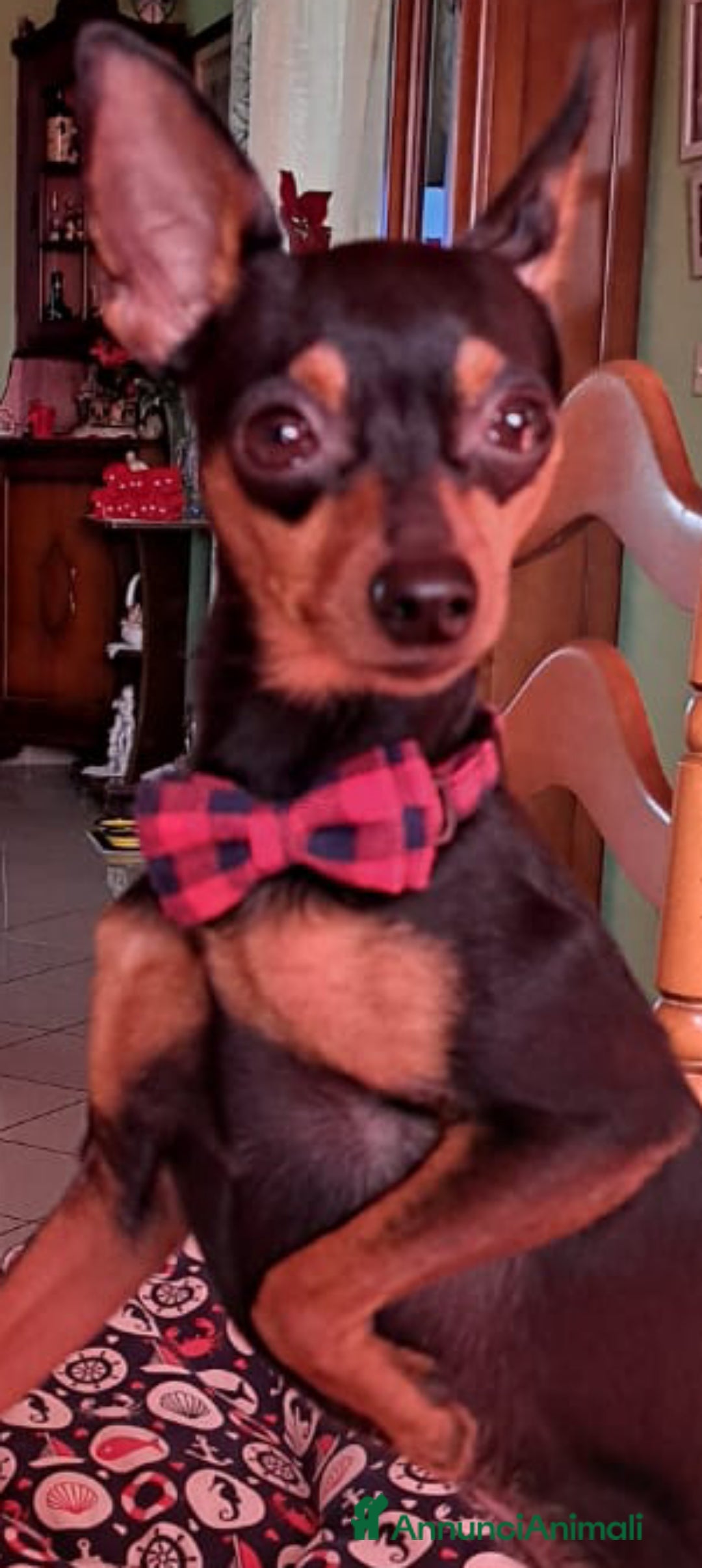 Pinscher Miniatura cani per accoppiamento: Cerco fidanzatina  - Annuncio 2