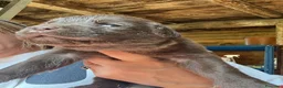 Labrador cani in vendita: Cuccioli di labrador chocolate - Annuncio 6