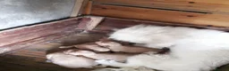 Maltipoo cani in vendita: Maltipo maschi e femmine  - Annuncio 3