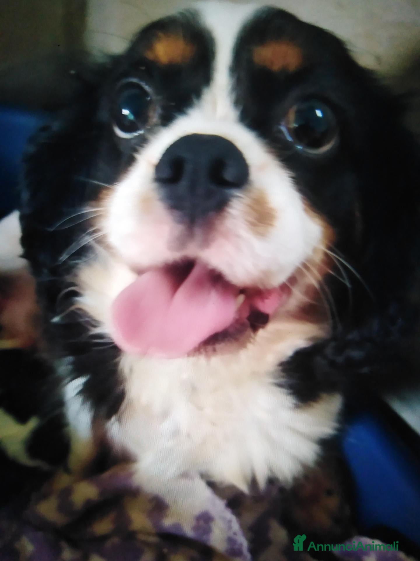 Cavalier King cani Cavalier King charles spaniel  - Annuncio 32