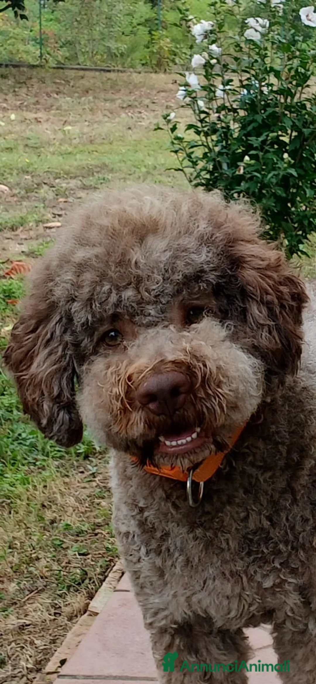 Lagotto cani per accoppiamento: Lagotto disponibile oer accoppiamento  a Città Metropolitana di Torino - Annuncio 1