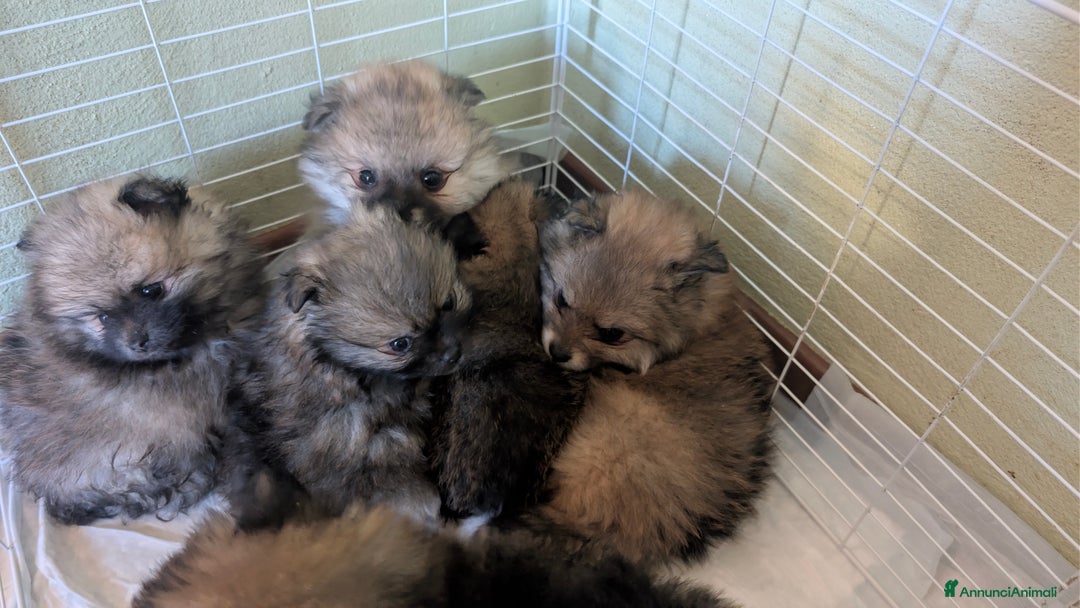 Volpino Pomerania cani in vendita: Volpino pomerania - Annuncio 6