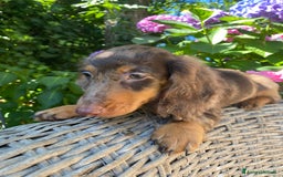 Bassotto cani in vendita: 🌟Splendidi cuccioli di bassotto a pelo lungo🌟 a Città metropolitana di Milano - Immagine 17