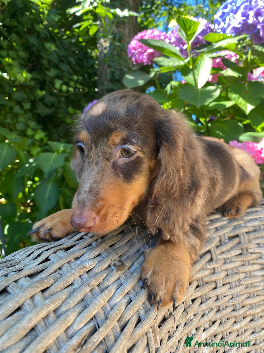 Bassotto cani in vendita: 🌟Splendidi cuccioli di bassotto a pelo lungo🌟 a Città metropolitana di Milano - Immagine 17