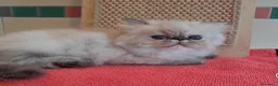 Persiano gatti in vendita: Gatti persiani - Annuncio 6