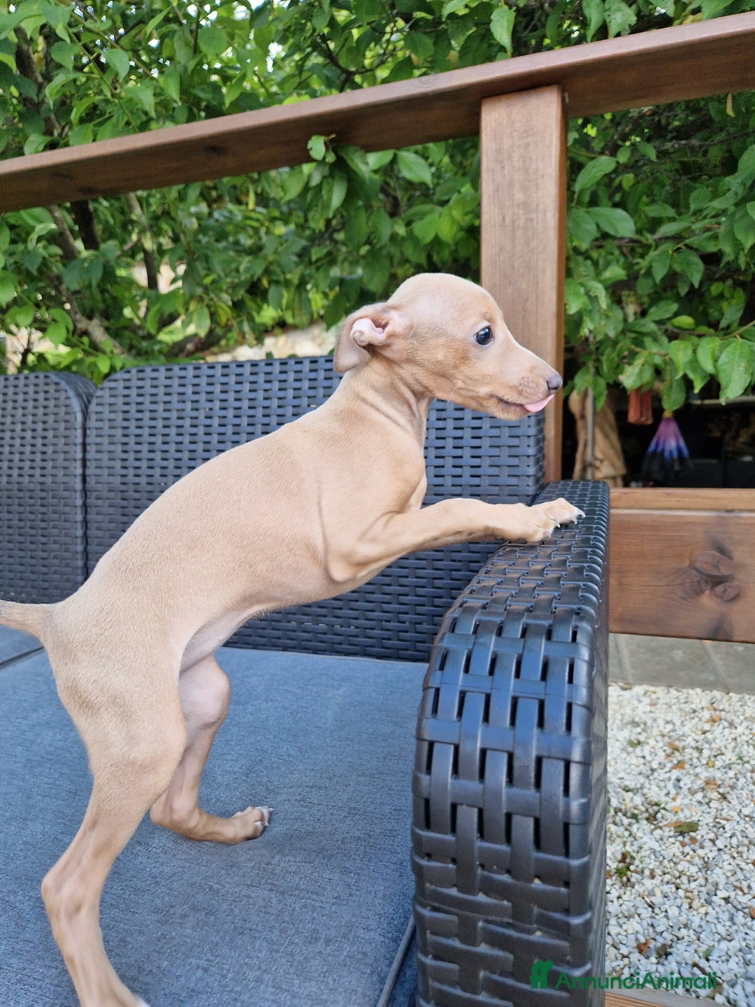 Levriero cani in vendita: Piccolo levriero italiano  a Provincia di Prato - Immagine 5
