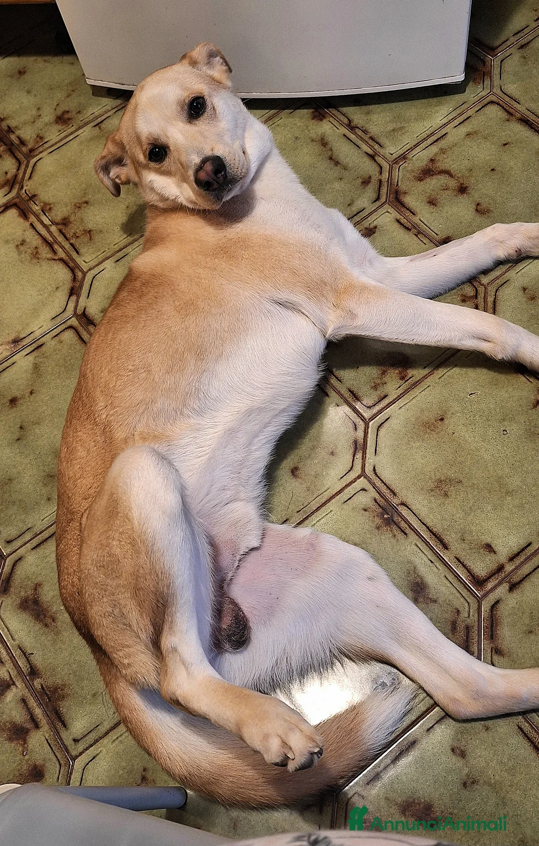 Meticcio cani in regalo: Nuccio 1 anno taglia media  - Annuncio 2