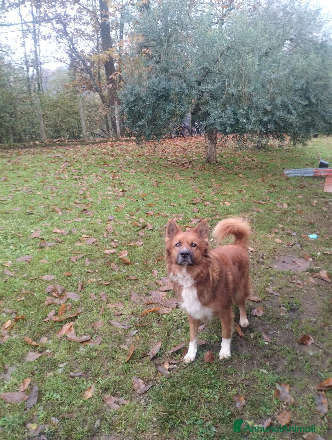 Meticcio cani in regalo: DANKON a Città metropolitana di Roma Capitale - Annuncio 4