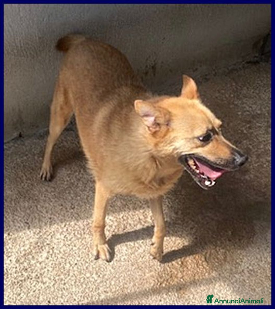 Meticcio cani in regalo: BOMBER simpatico con tanta voglia di coccole - Annuncio 4