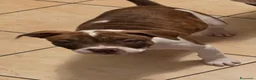 Pitbull cani in vendita: Cucciola di pitbull  - Annuncio 5