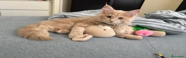 Maine Coon 4
