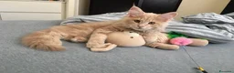 Maine Coon gatti in vendita: Splendidi cuccioli di maine coon, vari manti - Annuncio 9
