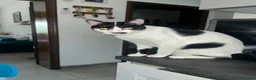 Europeo gatti in regalo: Regalo Gattina Europea - Annuncio 1