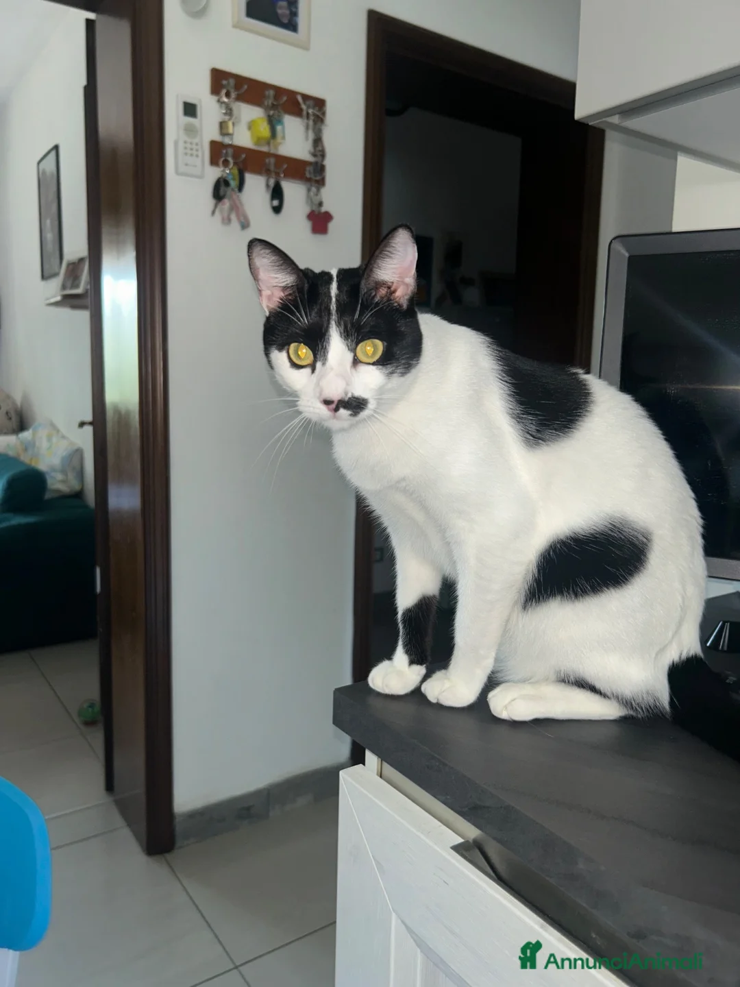 Europeo gatti in regalo: Regalo Gattina Europea - Annuncio 1
